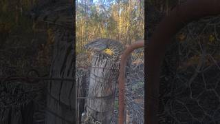 Australian Goanna  Monitor lizard wildlife reptiles nature monitorlizard [upl. by Barnett]