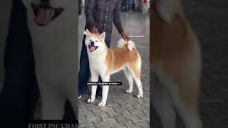 AKITA IN INDIA  BEST AKITA IN INDIA  akita india inu shiba inu doglover puppy [upl. by Athena587]