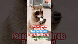 Meet Fred the RACOON Who Started a Pet Revolution shorts [upl. by Hervey]