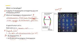 Karyotype 1 [upl. by Berry]