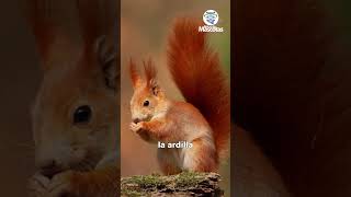 5 DATOS CURIOSOS de las ARDILLAS 🐿 [upl. by Ettellocin962]