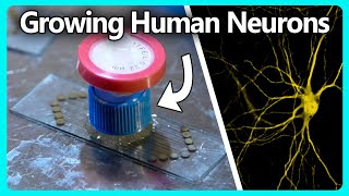 Growing Human Neurons on a Home Made Electrode Array [upl. by Fowle]