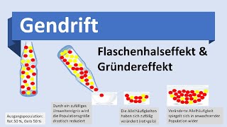 Gendrift Flaschenhalseffekt Gründereffekt Evolutionsmechanismen Biologie Evolution Oberstufe [upl. by Nanine]