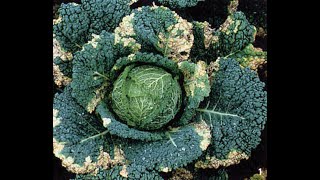 Identifying and Treating Cabbage Disease  cabbage diseases alternaria leaf spot of cabbage [upl. by Marelya]