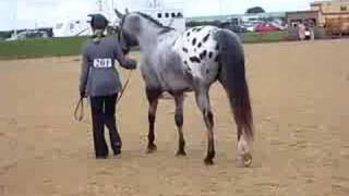 2008 British Appaloosa Society National [upl. by Pulcheria592]