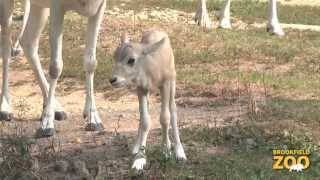 New Addax Calves at Brookfield Zoo [upl. by Safko]