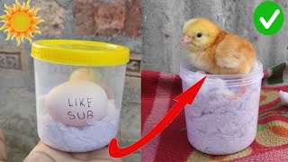 How to hatch eggs at home without incubator  amazing eggs hatching without incubator [upl. by Renata]