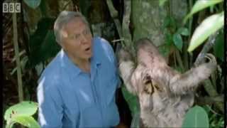 David Attenborough Saying Boo to a Sloth Shortened [upl. by Norag]