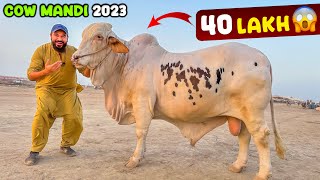 Finally cow mandi 2023 pohanch gae 🐂 heavy bulls agae mandi mein 😳 [upl. by Rolanda914]