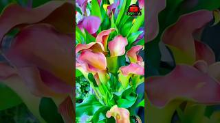 Cara Menanam Bunga Calla Lily [upl. by Melodee]