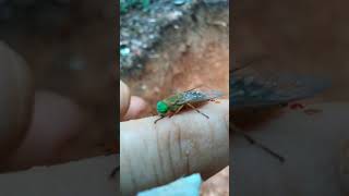 Horse Fly Biting Finger [upl. by Dessma]