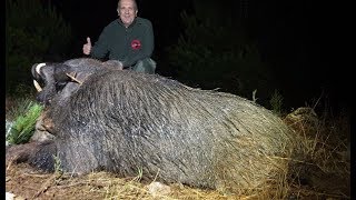 Jabalí gigante de 34 centímetros cazado en Turquía  de Onís Safaris [upl. by Schwinn]