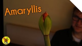 Amaryllis  Pflege und Handhabung [upl. by Jenine]