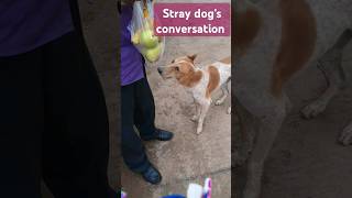 stray dogs conversation [upl. by Coleman]