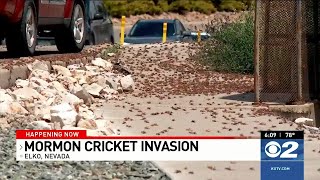 Mormon crickets create creepy crawly nuisance in Elko invasion [upl. by Nylhtac]