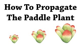 How To Propagate The Paddle Plant [upl. by Tehc]