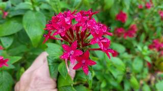 Tall Red Pentas aka Pentas lanceolate Butterfly Penta Old Fashioned Red Pentas [upl. by Bullivant]