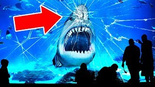 Why No Aquarium In the World Has a Great White Shark [upl. by Nosrak]