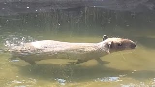 秋晴れの日に悠々と水の中を歩くカピバラさん。Capybaras Walking Leisurely in the Water 神戸どうぶつ王国 [upl. by Lehsreh]