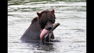 Bear catching and eating salmon at Kuril lake Kamchatka [upl. by Encrata]