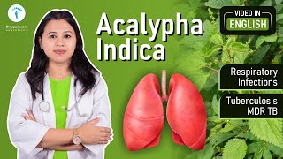 ACALYPHA INDICA Homeopathic Medicine Uses in English  DR ARPANA SAMANTA  Acalypha Indica Q [upl. by Acacia]