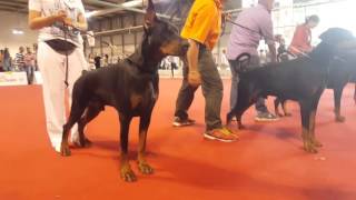 World Dog Show 2015 Dobermann Finals [upl. by Yerhcaz]