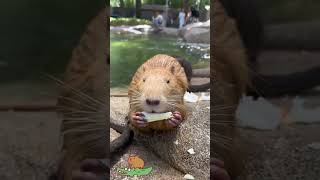 Capybaras calm and serene demeanor makes me incredibly envious cute capybara [upl. by Armington]