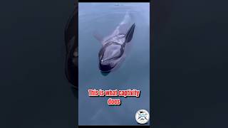 This is NOT normal behaviour 🎥Taiji Whale Museum emptythetanks whale taiji emptythetanks [upl. by Luhem]