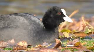 Waterkip Natuurlijk 11112024 [upl. by Elletsirhc]