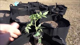 How To Grow Tomatoes In Containers [upl. by Inajna]