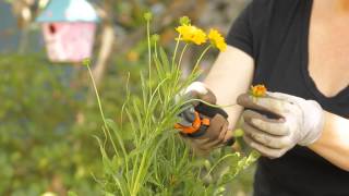 How to Trim Coreopsis  Garden Space [upl. by Ainola779]