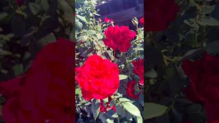 Roses are red song sad video short kalyaraima [upl. by Vladamar953]