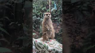 Meerkat at Smithsonian National Zoo 9132024 [upl. by Worra]