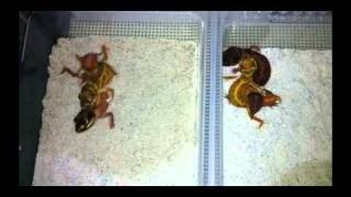 Nephrurus levis pilbarensis het albino and patternless mating [upl. by Rilda310]