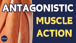 Roles of muscles in movement  OCR GCSE PE  Muscular System 12 [upl. by Jessabell]