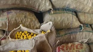 हल्दी का होलसेल प्राइस इन पटना मसाला हल्दी जीरा गोलकी बिजनेस पटना massala haldi price in patna [upl. by Rosanne224]