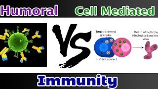 Humoral Immunity Vs Cell mediated Immunity  Clear Comparison [upl. by Lemmor]