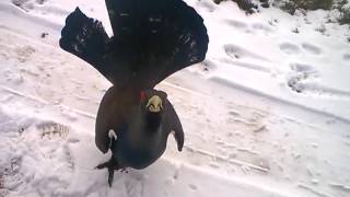 scottish capercaillie attacks trucker [upl. by Aninat]