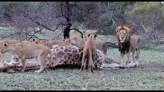 Pride of 15 Lions Find a Dead Giraffe [upl. by Perusse]