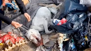 The man didnt know he was being filmed What he did to the dog was horrible [upl. by Areem]