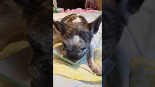 French Bulldog Chobo ランチでお肉タイム❣️あとは寝るだけのちょぼ隊長💤15歳のわんこ フレンチブルドッグ 犬が食べる shorts [upl. by Felicie]