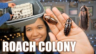 MY SELF CLEANiNG DUBiA ROACH COLONY BiN SETUP [upl. by Etiam923]