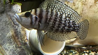 Breeding Altolamprologus calvus and raising babies [upl. by Naujal681]