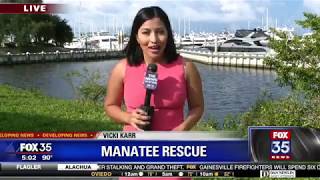 FWC is confident that the trapped manatees are free [upl. by Trisa437]