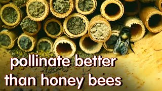 solitarymason bees documentary compressed into 7 minutes [upl. by Ateinotna]