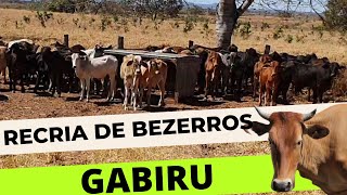 8° dia de recria de bezerro gabiru [upl. by Bolling]