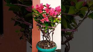 Bougainvillea plant flowers symbols of peace as well as a kind welcome amp passion for relationship [upl. by Fletch]