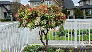 Pieris Japonica In Blooms  April 30 2023 [upl. by Stoeber]