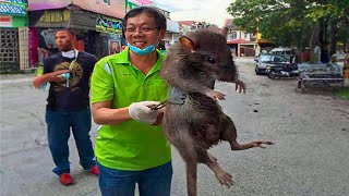 Top 10 Roedores Más Grandes e Impresionantes del Mundo 🐀​ RATAS GIGANTES 🐀​ [upl. by Cohin]