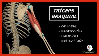 Tríceps Braquial  Origen inserción función e inervación [upl. by Okwu]